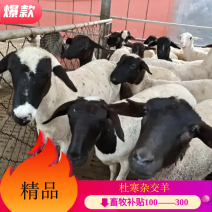 【精选】杜寒杂交羊。孕羊。肉羊包技术包成活，全国包运输