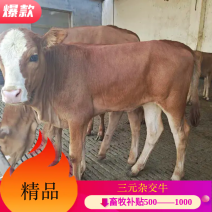 【精选】三元杂交牛。种牛、肉牛。包技术包成活。全国包运输