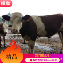 【精选】西门塔尔牛、肉牛、种牛包技术包成活。全国包运输