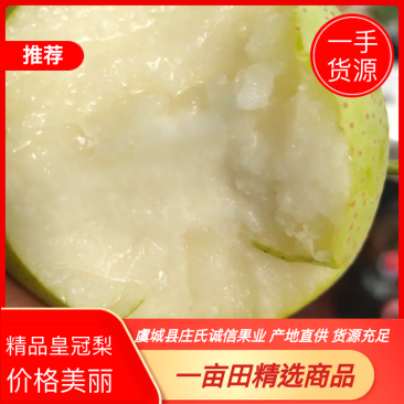 精品皇冠梨河南商丘虞城产地直发一手货源价格美丽欢迎合作