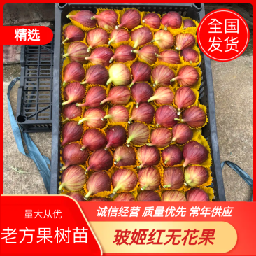 金华玻姬红无花果，多年代办经验。果实质量把关