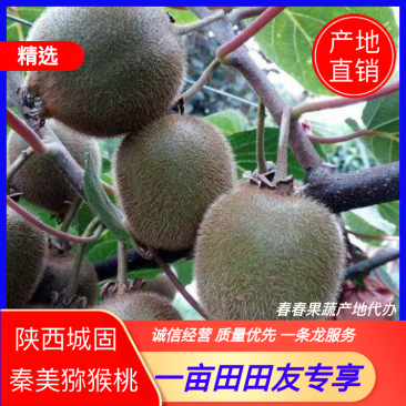 陕西汉中《秦美猕猴桃》产地现摘现发,一手货源对接批发商超
