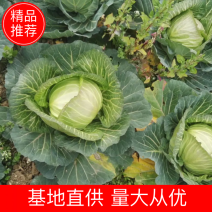 莲花白，寒将军，绿源4号，甘蓝，中甘，春味