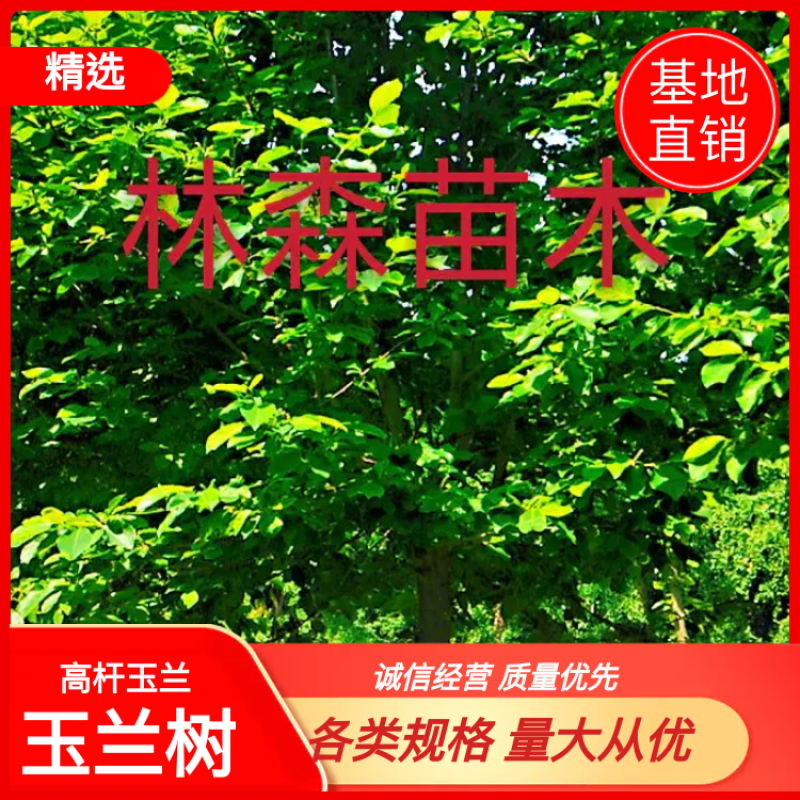 牛玉兰树，高杆玉兰，紫玉兰，白玉兰，二乔玉兰