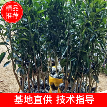 无核沃柑苗抗病抗寒能力强，可以实地看苗，有种植技术指导