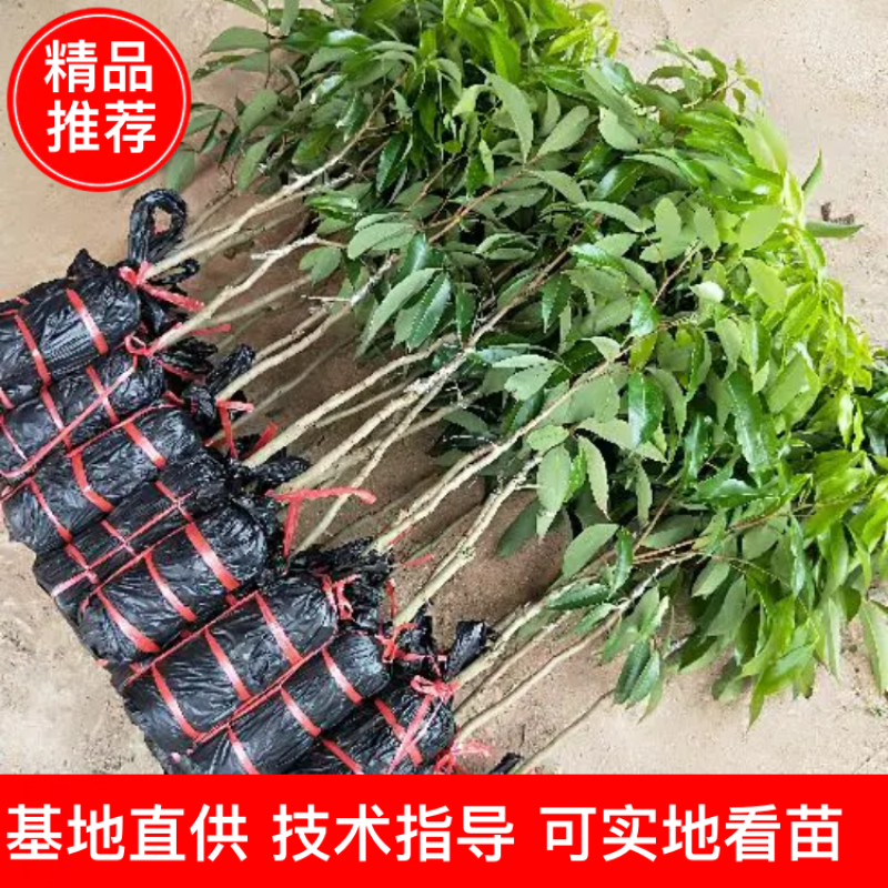 无核荔枝苗，桂味荔枝苗，妃子笑荔枝苗等基地直发
