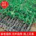 品种:金煌芒果苗，红贵妃芒果苗，台农芒果苗等，可视频看货