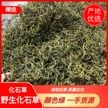 〈好货〉化石草，野生化石草，颜色绿，一手货源，肾精茶
