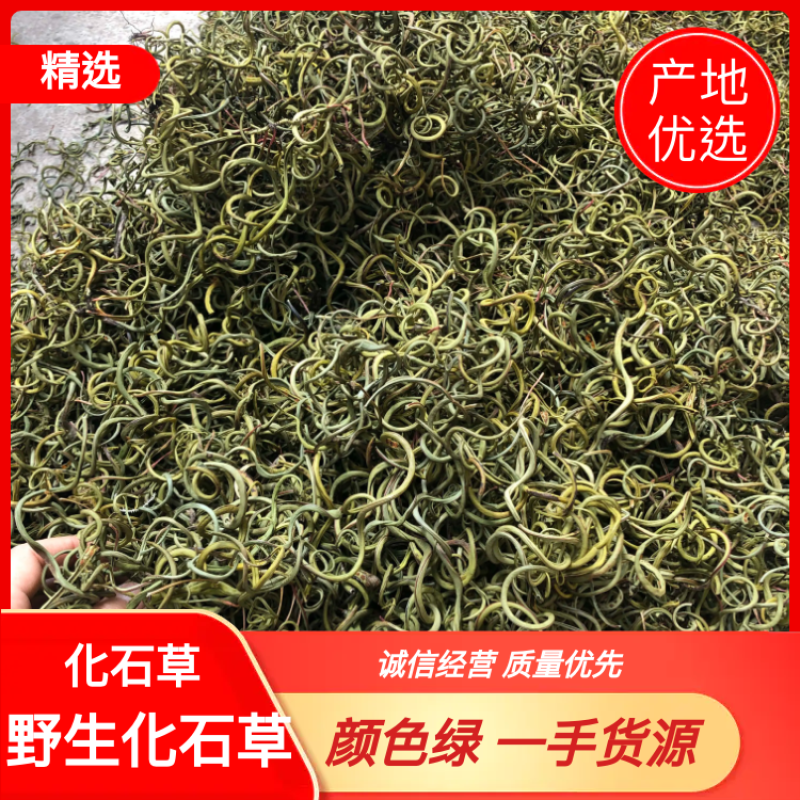 〈好货〉化石草，野生化石草，颜色绿，一手货源，肾精茶
