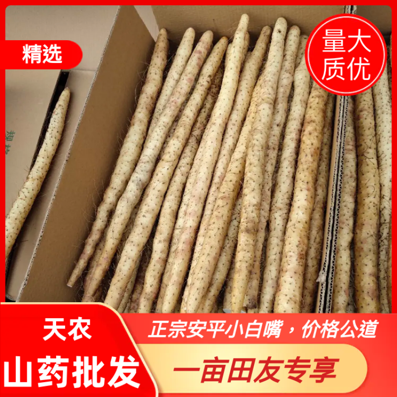 安平小白嘴山药产地直供，一手货源，量大质优，全国发货，