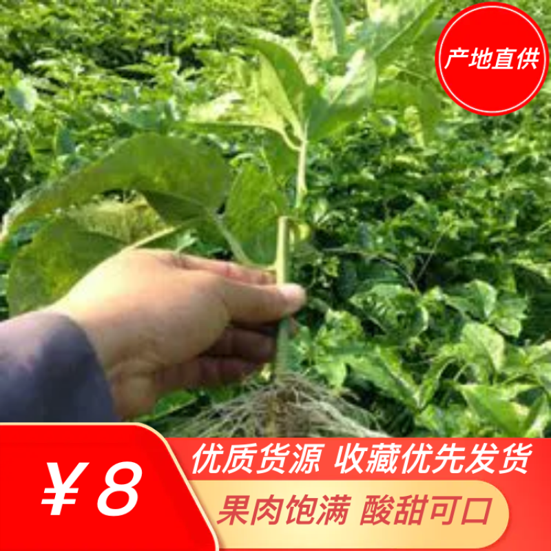 紫香1号百香果苗10~20cm