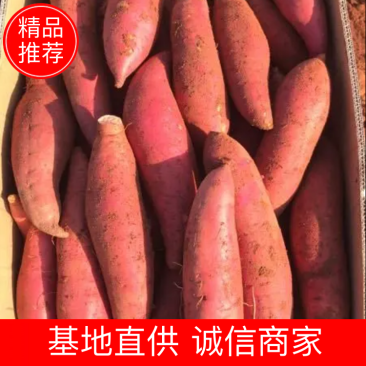 精品西瓜红红薯糯甜糖分高三两以上适合批发商超