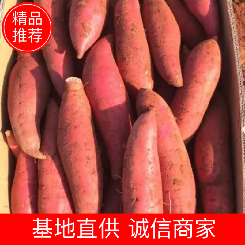 精品西瓜红红薯糯甜糖分高三两以上适合批发商超