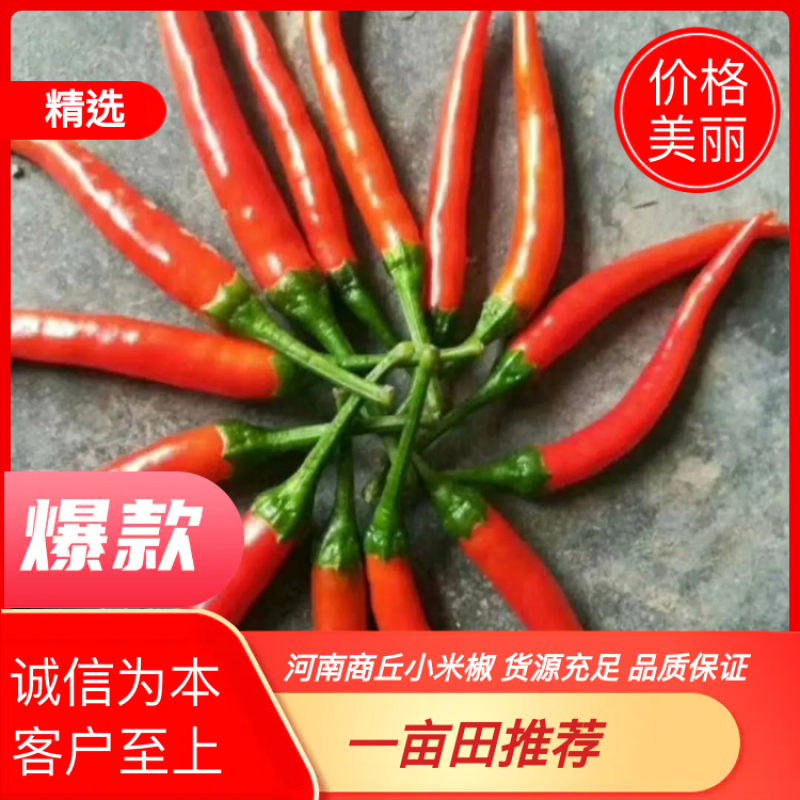 河南商丘小米椒供应质量保证价格美丽欢迎合作共赢