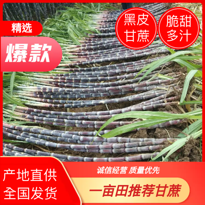商丘黑皮甘蔗，一手货源，基地直供，汁多翠甜，价格美丽。