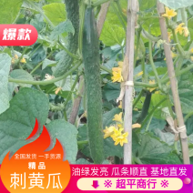 优质刺黄瓜鲜花带刺25公分以上