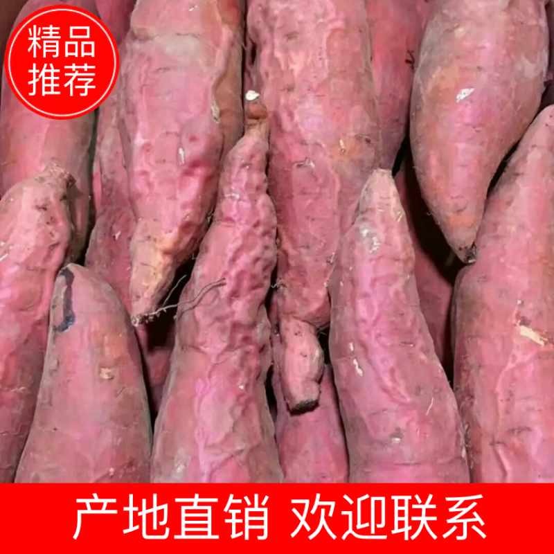 【热卖】烟薯蜜烤红薯，产地直供，批发零售，全国发货，量大从优