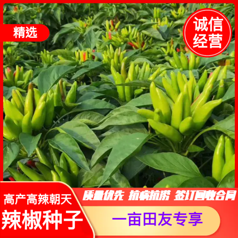 高产高辣朝天辣椒苗，抗病抗涝，签订回收合同