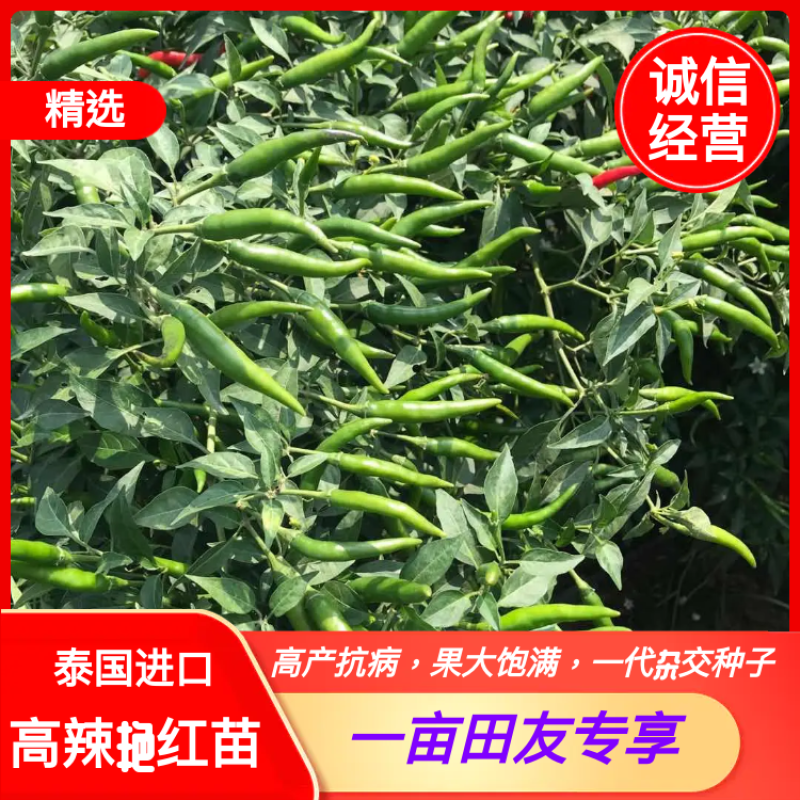高辣艳红苗，高产抗病，果大饱满，泰国进口一代杂交种子