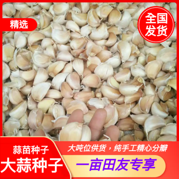 大蒜种子，蒜苗种子，大吨位供货，纯手工精心分瓣，保证质量