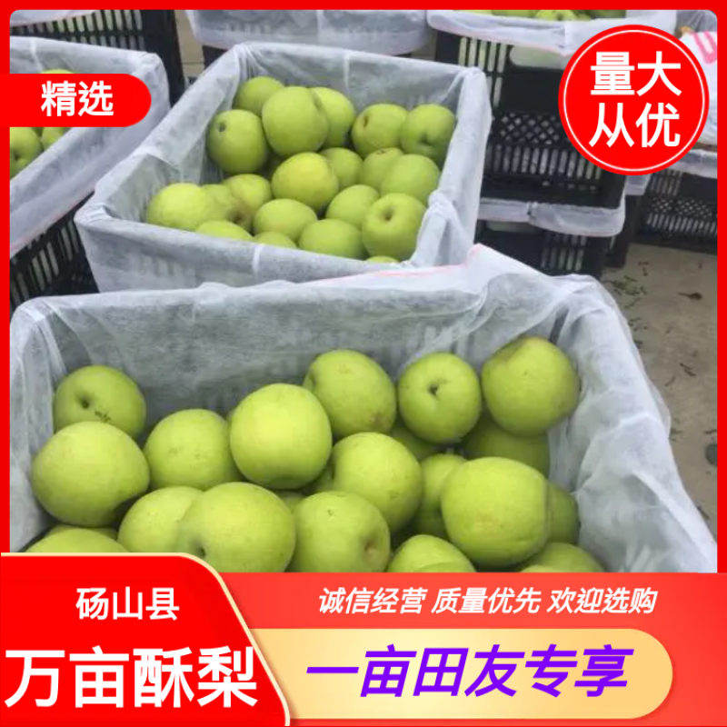 梨，砀山梨，6两以上，一手货源，保证质量诚信经营欢迎来电