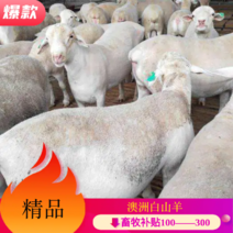 【精选】澳洲白羊。种羊、肉羊、包技术包成活、全国包运输