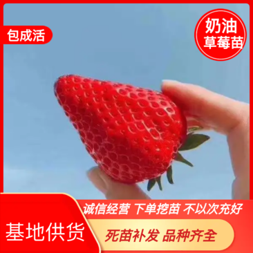 随株乡野草莓苗上市早奶油草莓口味好可实地考察免费提供技术