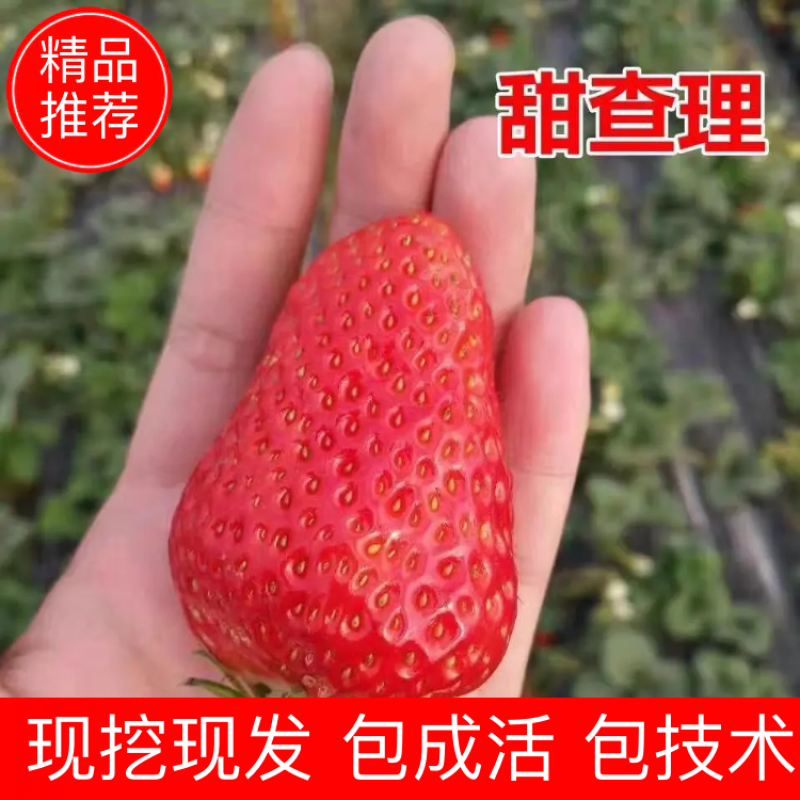 甜查理草莓苗精品壮苗免费提供技术支持保证质量可实地考察