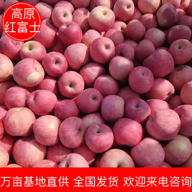 【精选】苹果红富士苹果山东苹果产地直销价优保质保量