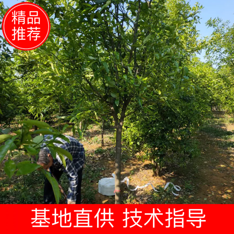 精选5～18公分的柚子树，杆直全年供应支持线上保障交易