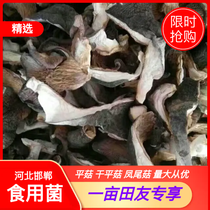 河北邯郸凤尾菇平菇干平菇食用菌。干蘑菇。干蘑菇