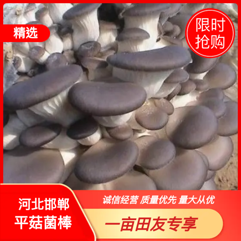 河北邯郸平菇菌棒平菇菌，包抗病高产免费技术指导欢迎来电