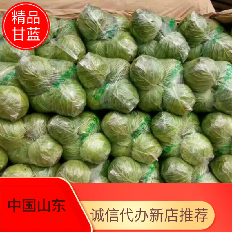 韩绿甘蓝0.5~1公斤，供应精品甘蓝，通货，加工厂用