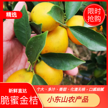 脆蜜金桔一件代发包邮产地果园直发新鲜5斤装