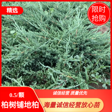 柏树铺地柏304050公分海量诚信经营放心苗