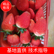 宁玉草莓苗《脱毒苗》大量供应，品种纯度高，免费提供技术支