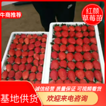 红颜草莓苗【一年苗】质量有免费提供技术支持