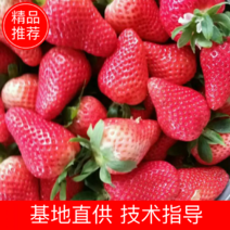 草莓苗【妙香7号】一年苗免费提供技术支持成活率有保