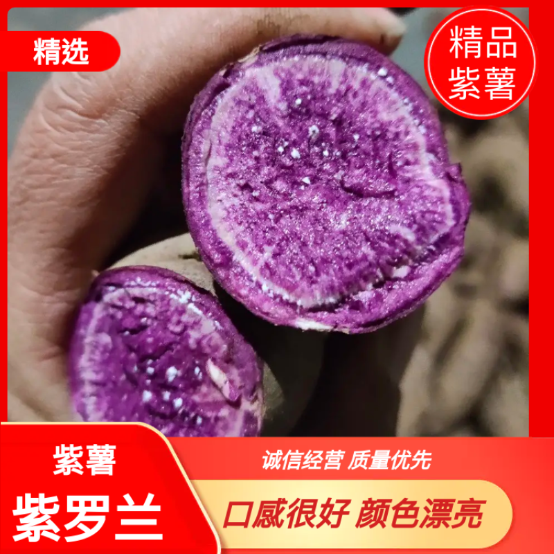 【精品】莒南紫薯紫罗兰口感佳颜色正产地直销批发量大从优