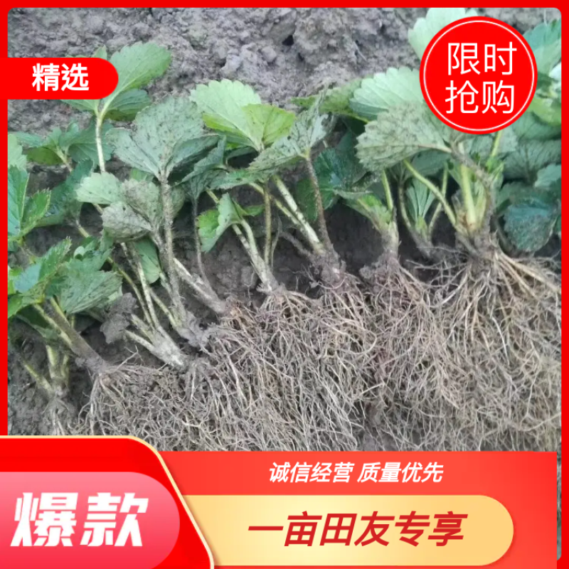 【草莓苗】甜宝甜查理法兰蒂草莓苗品种齐全货源充足质量保证