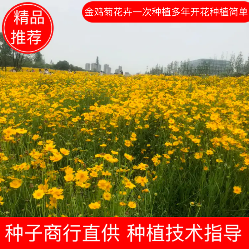 金鸡菊批发宿根花卉一次种植多年开花种植简单