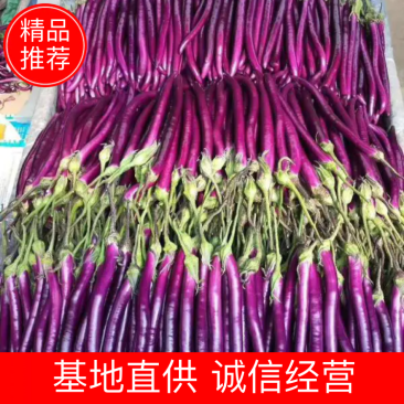 【精品红线茄】优质红线茄子产地发货承接超市电商