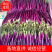 【精品红线茄】优质红线茄子产地发货承接超市电商