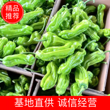 【推荐】山东辣椒精品薄皮新鲜青椒大小均匀量大从优
