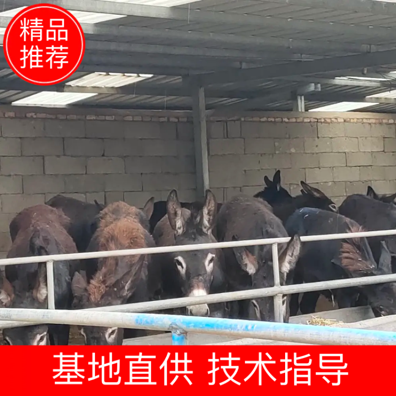 驴苗，德州驴苗，大广牧业诚信经营，路途中死亡厂家3倍赔偿