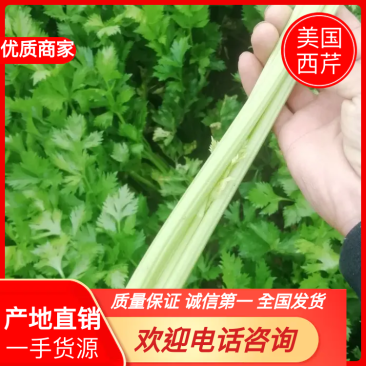 芹菜。优质西芹。皇后芹菜，大中小各种品阶齐全。