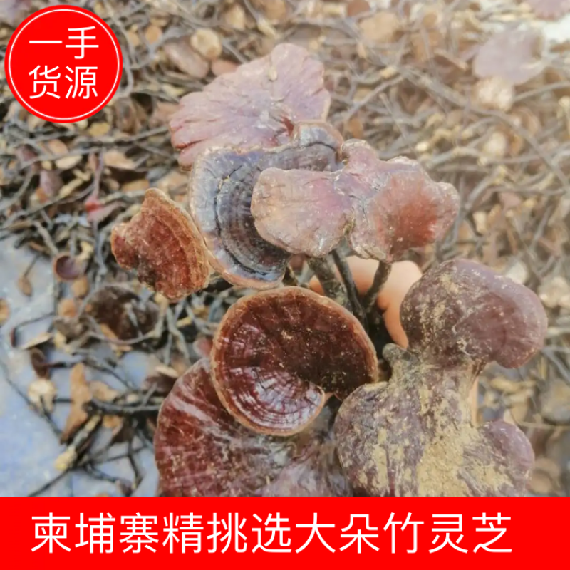 【包邮】一手货源柬埔寨精选大朵红灵芝竹灵芝〈新货上市〉