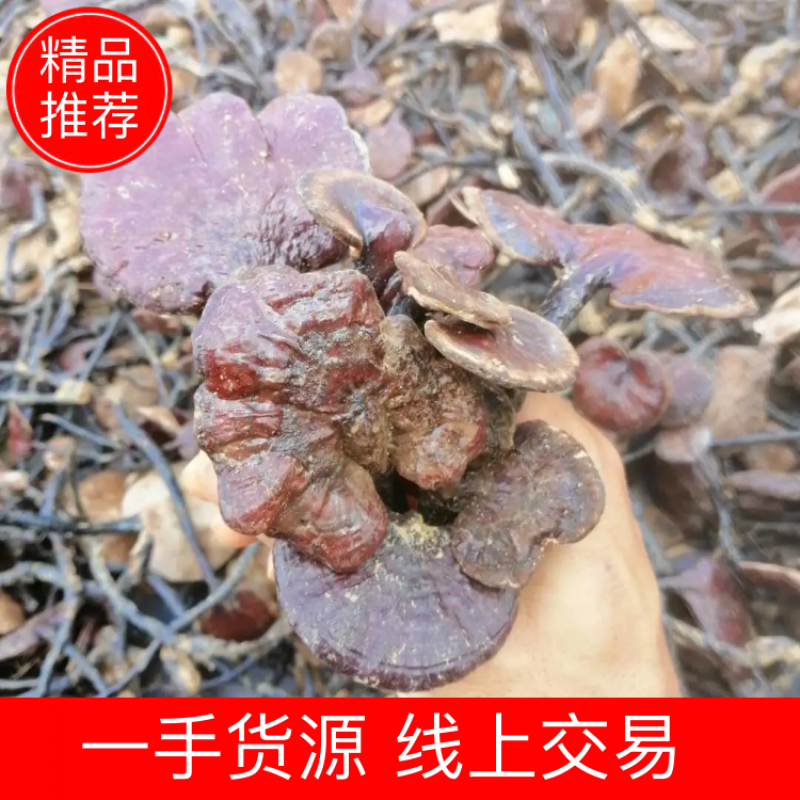 【包邮】柬埔寨野生竹灵芝一手货源线上交〈新货上市〉