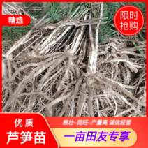 优质芦笋苗根壮苗旺产量高二十条根以上