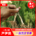 芦笋苗一年小苗现挖发货量大优惠